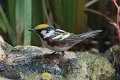 Chestnut-sided Warbler 2012-05-05_6